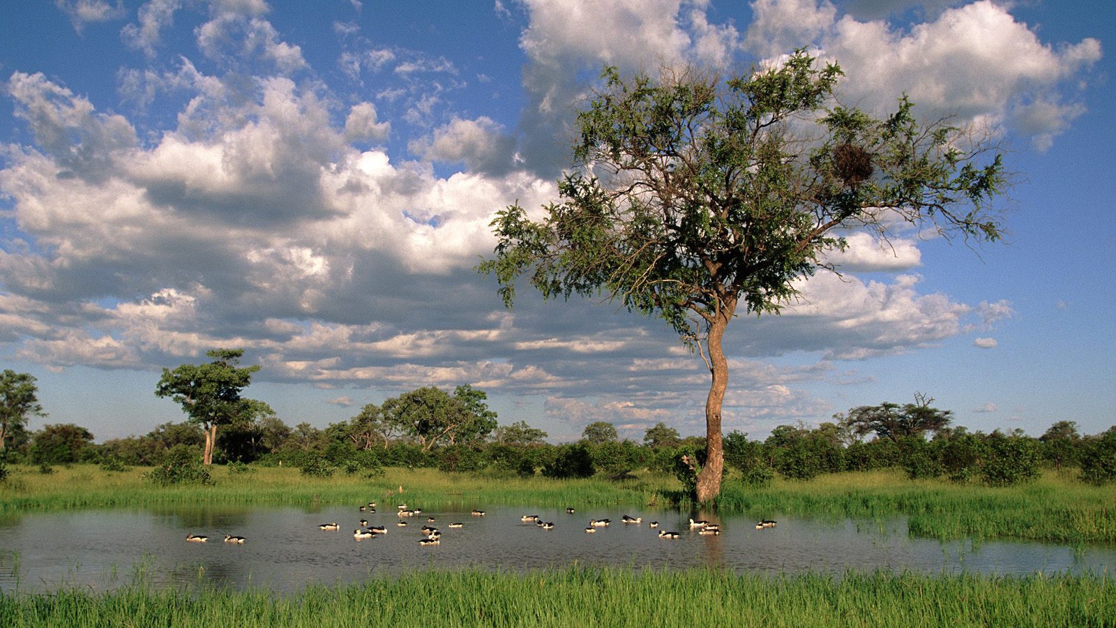 Утки Гребенки на Озере / Savute Chobe Национальный Парк / Ботсвана / Африка