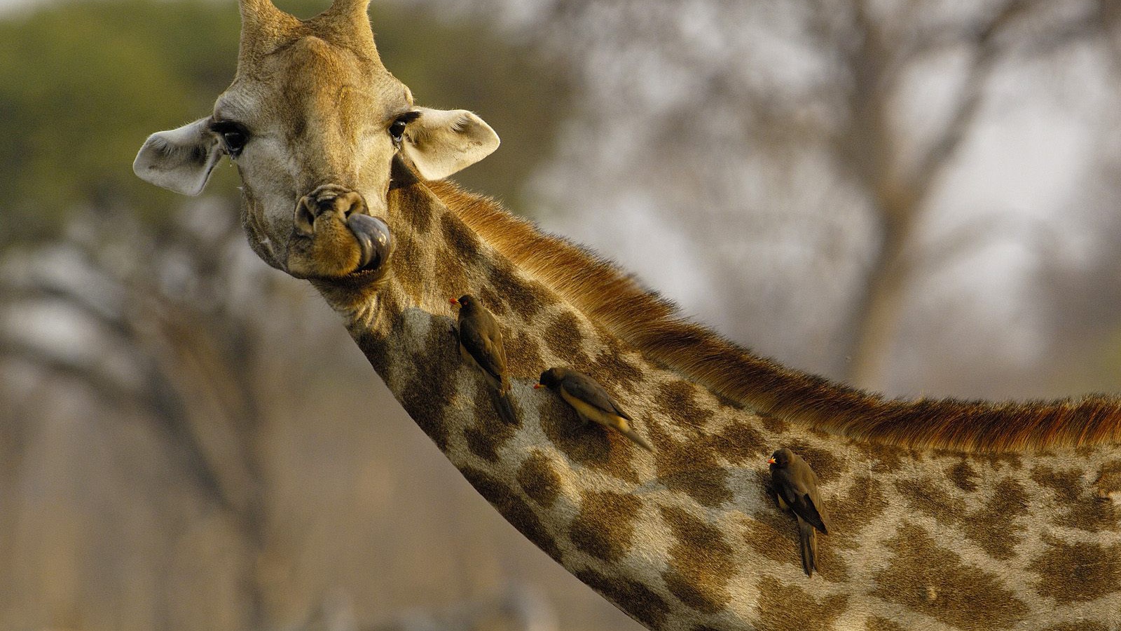 Любопытный Жираф / Африка