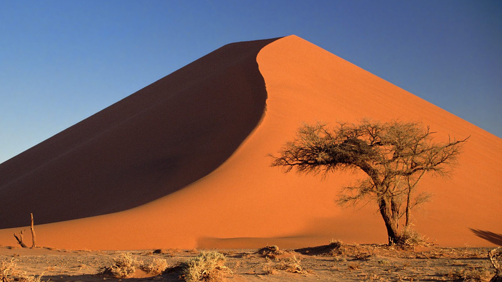 Дюны и Дерево Акации / Пустыня Намиб / Намибия / Африка