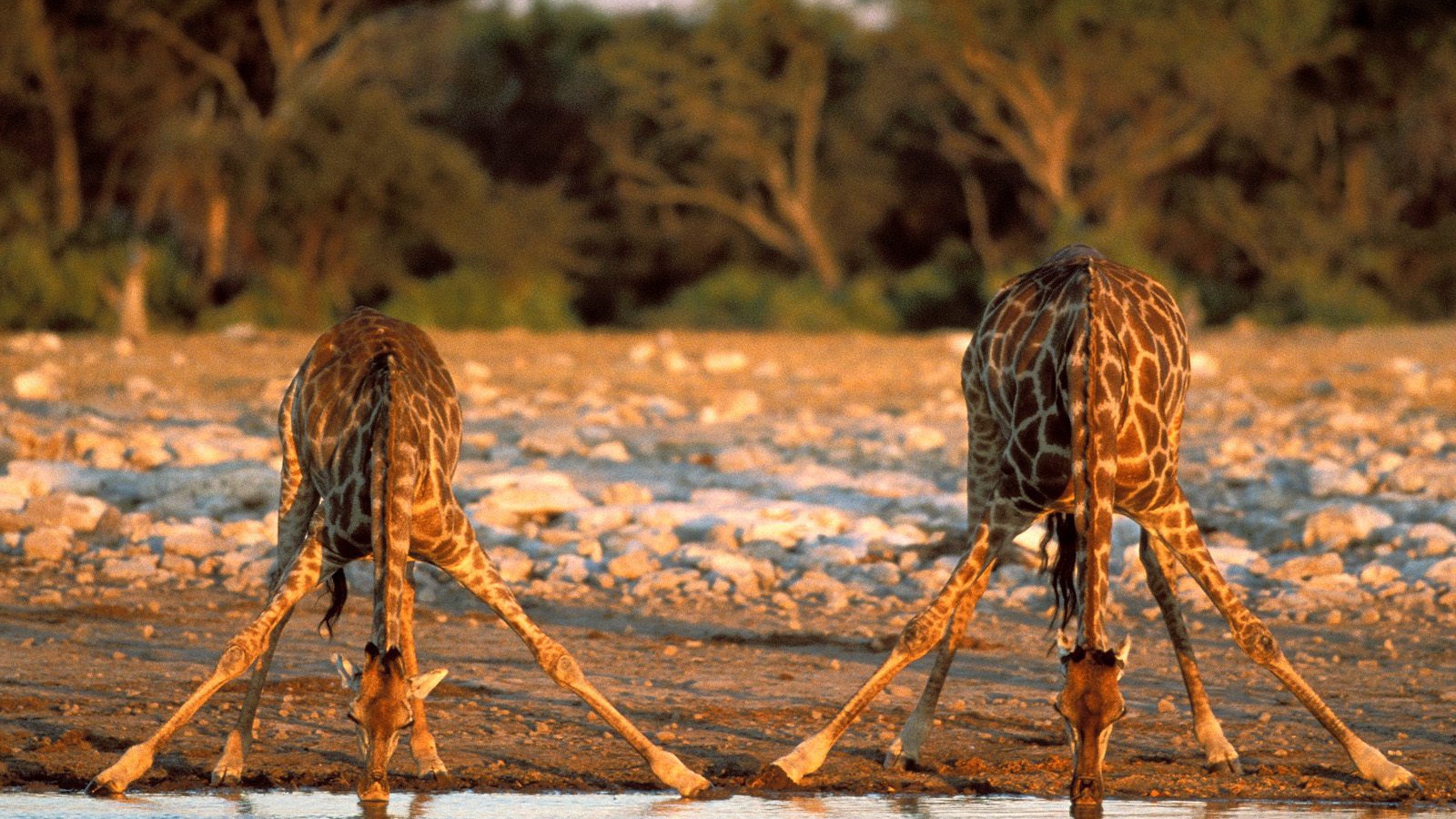 Измученные жаждой Жирафы / Etosha Национальный Парк / Намибия / Африка