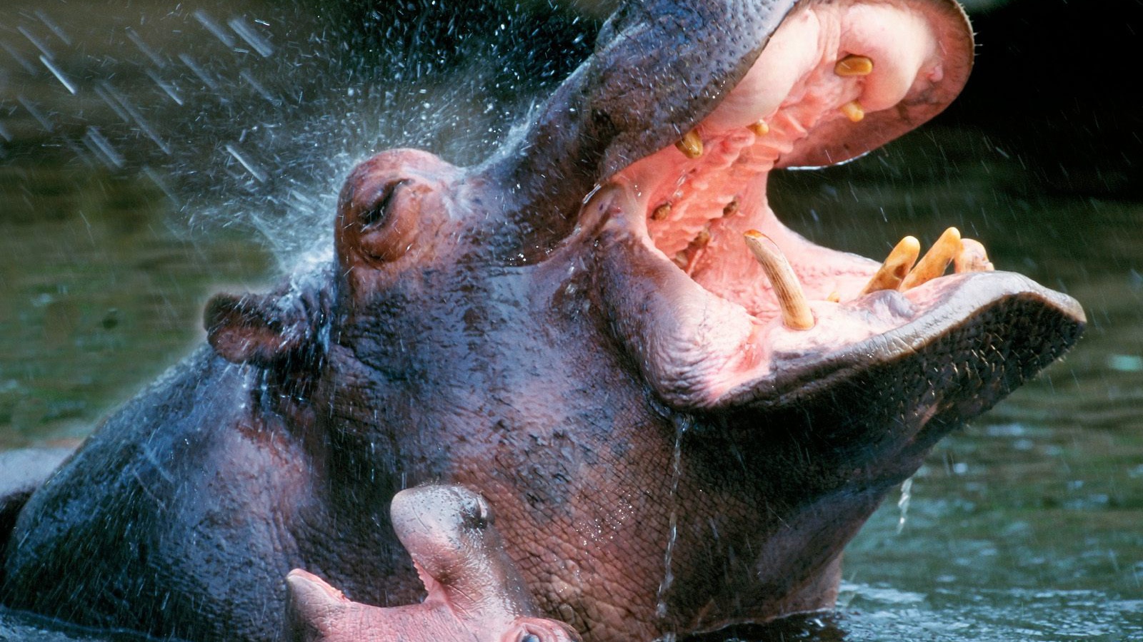 Bathing Hippopotamuses / Africa