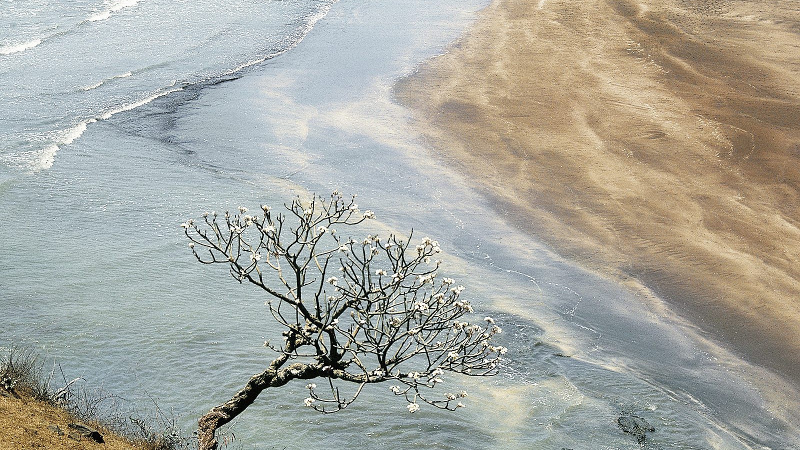 Дерево Champak / Махараштра / Индия