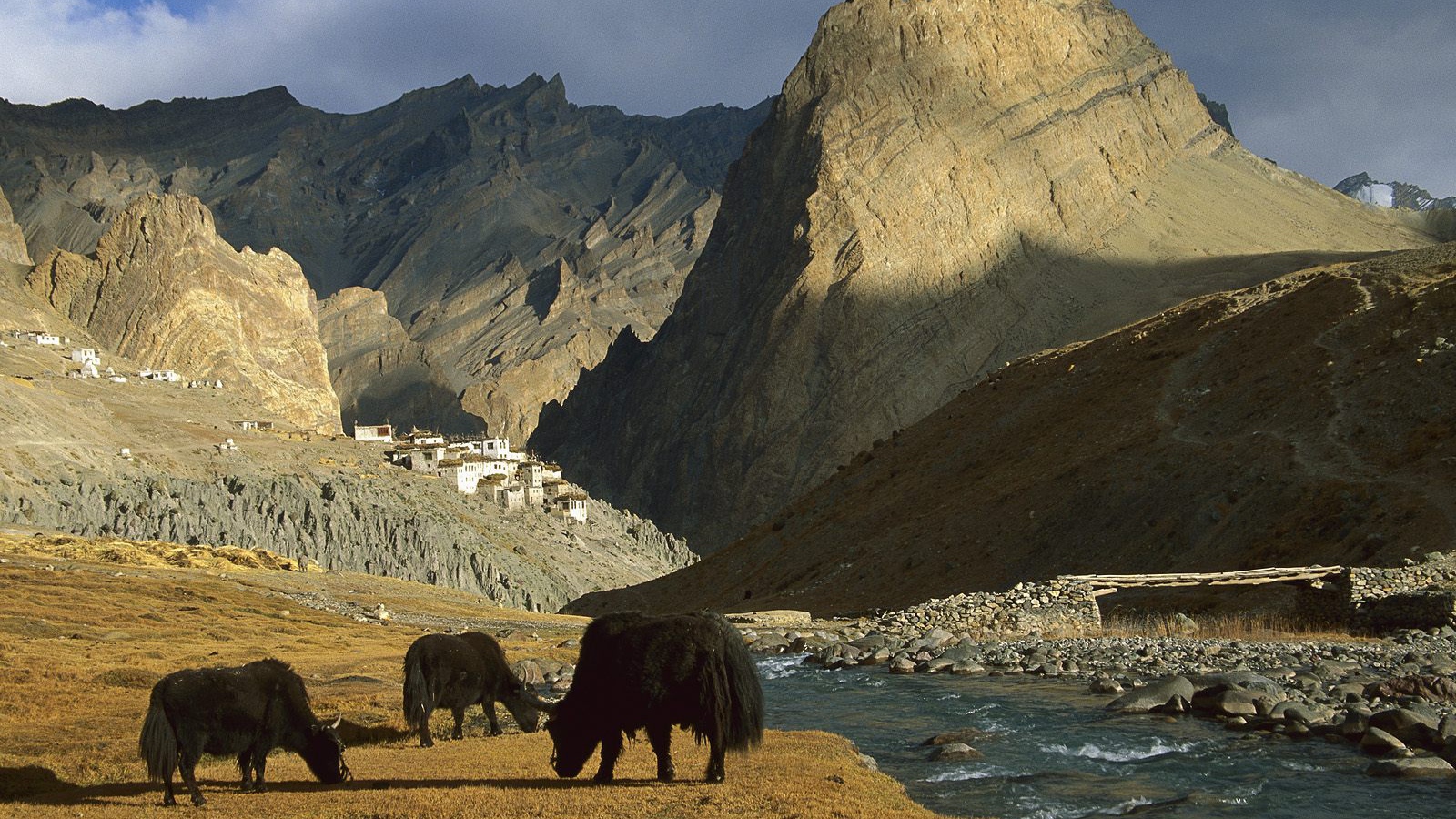  Яки / Рядом с Деревней Фотоскар / Ладакх / Индия