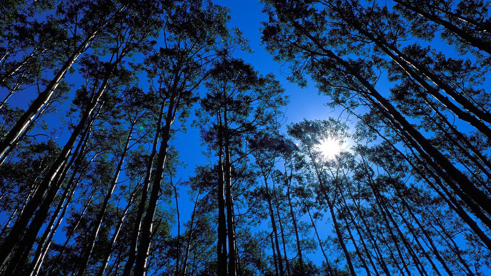 Дикая местность