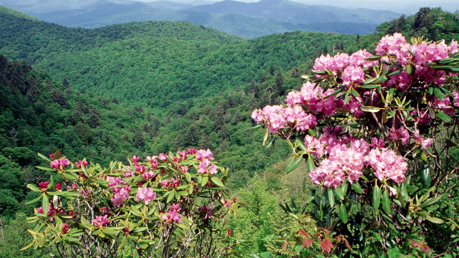 Коса Голубого хребта США