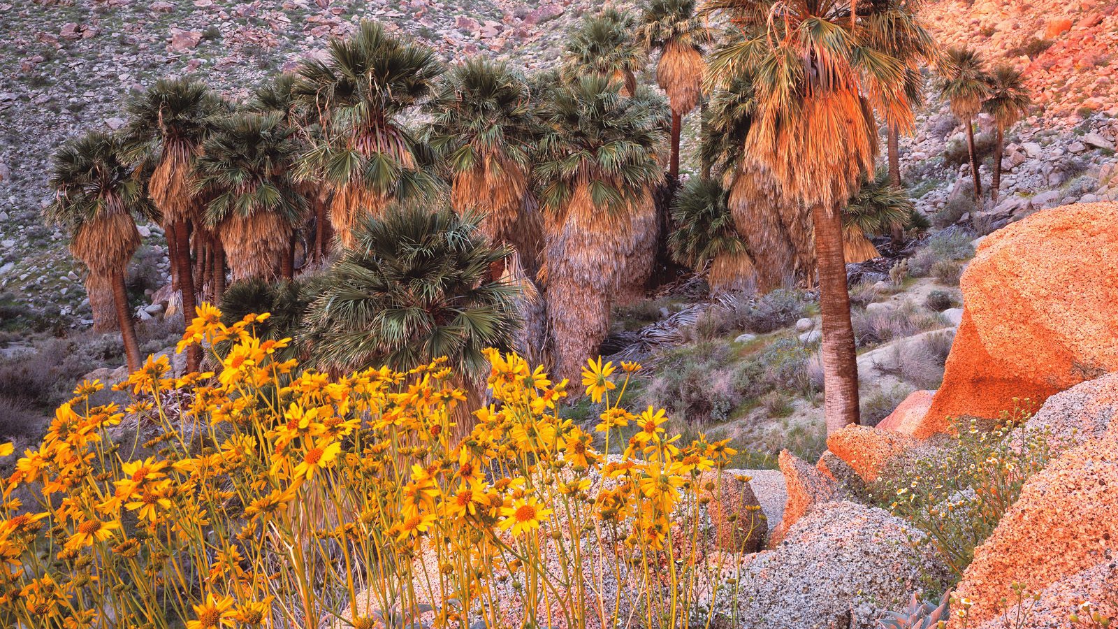 Brittebush в Восходе солнца США