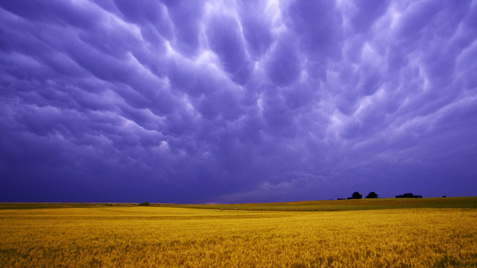 Поля Янтарных Зерен США