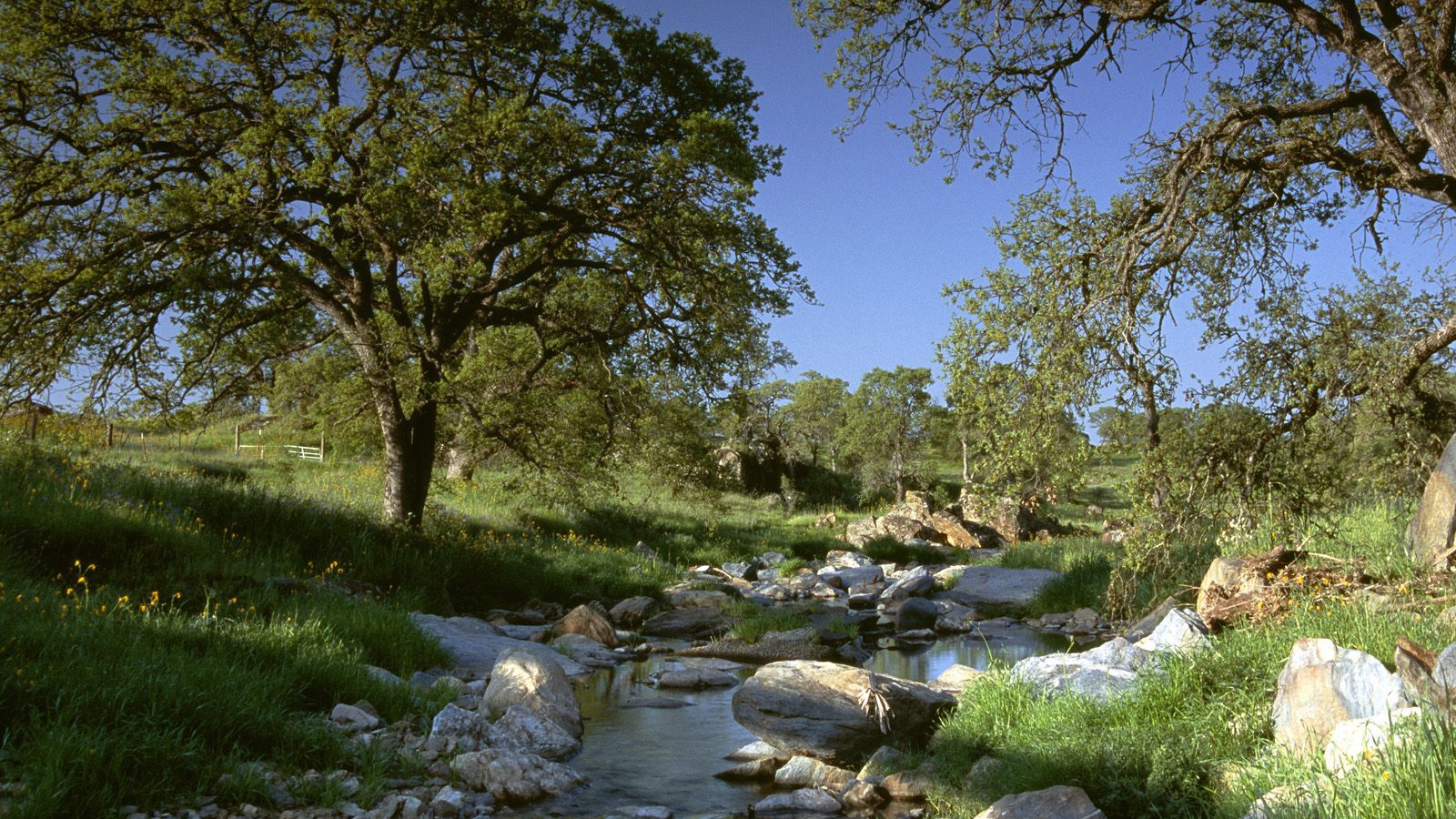 Золотая Страна / Калифорния / США