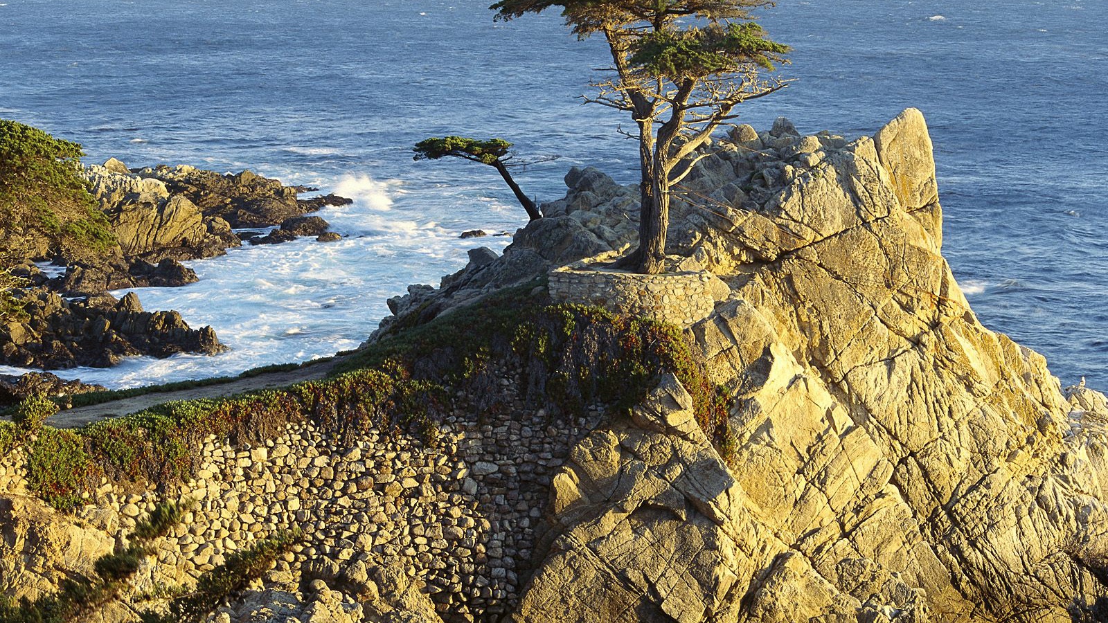 Кипарис Lono / Берег Гальки / Калифорния / США