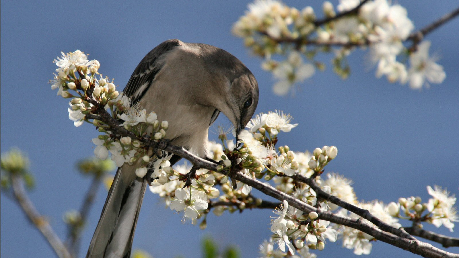 Пересмешник, США