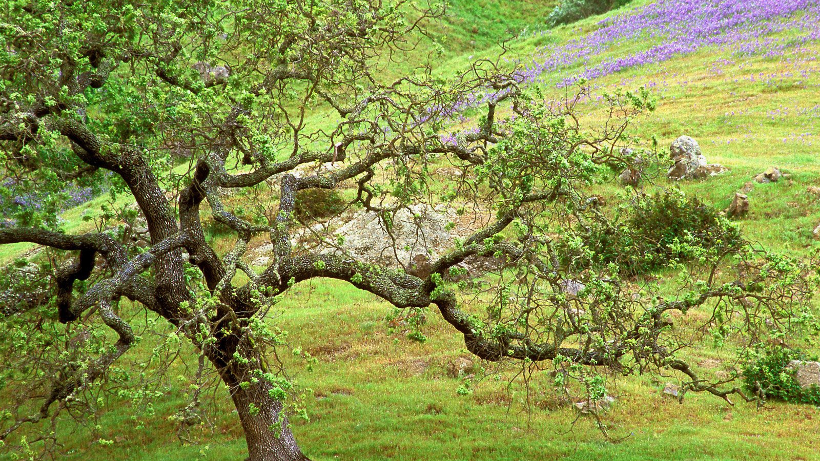 Дуб / Ручей Санта Розы / Калифорния / США