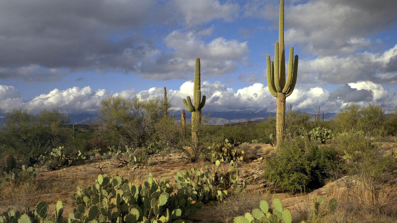 Сагуаро Национальный Парк / Аризона / США