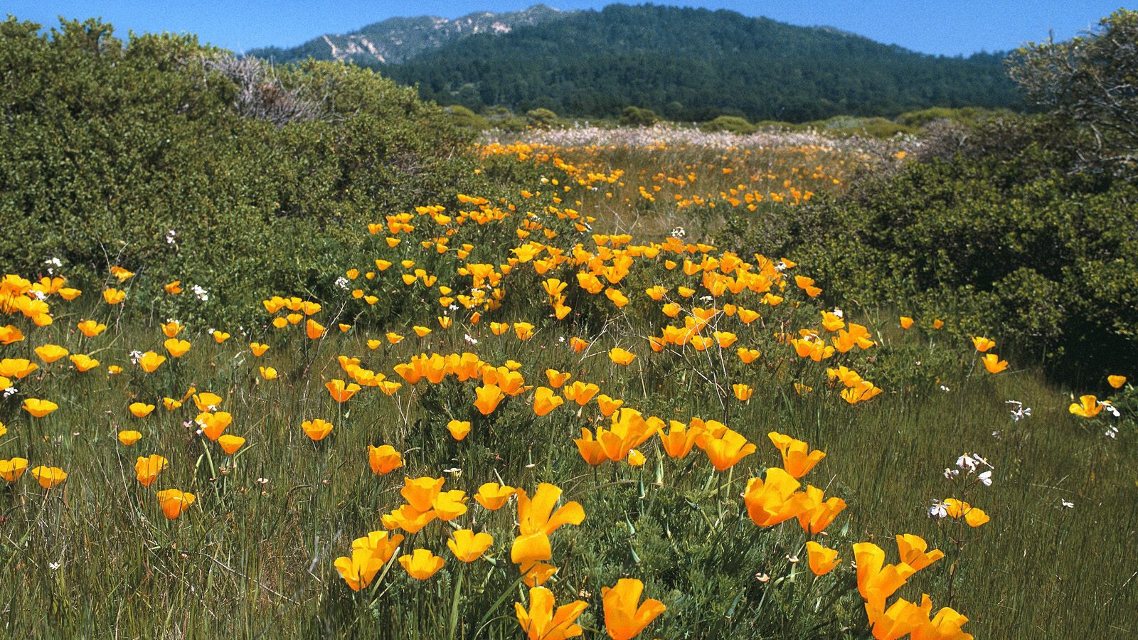 Желтая Дорога, США