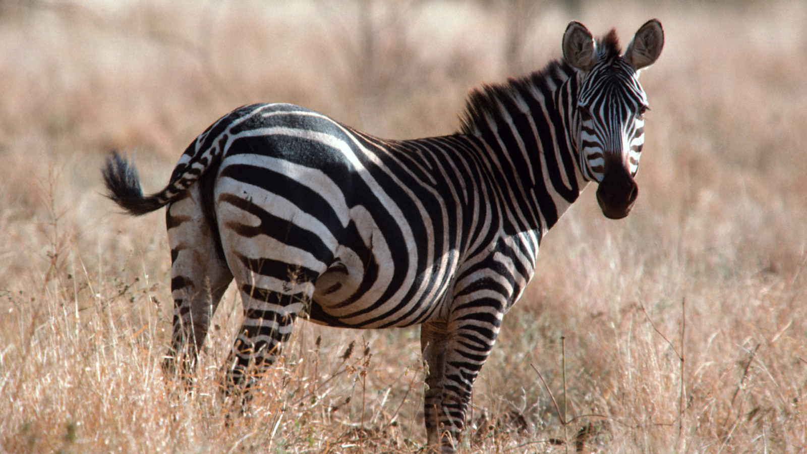 Африканская зебра