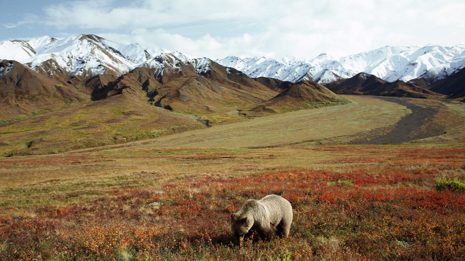 Медведь в поле