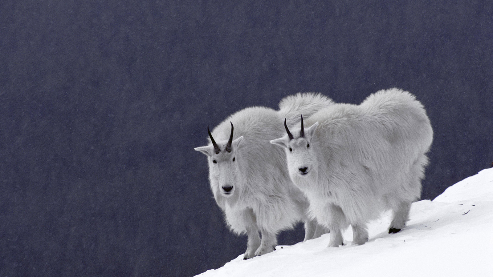 Горные козлы