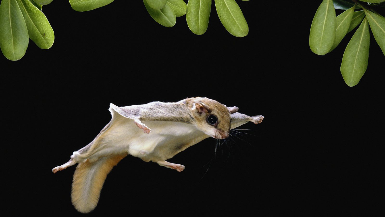 Белка-летяга