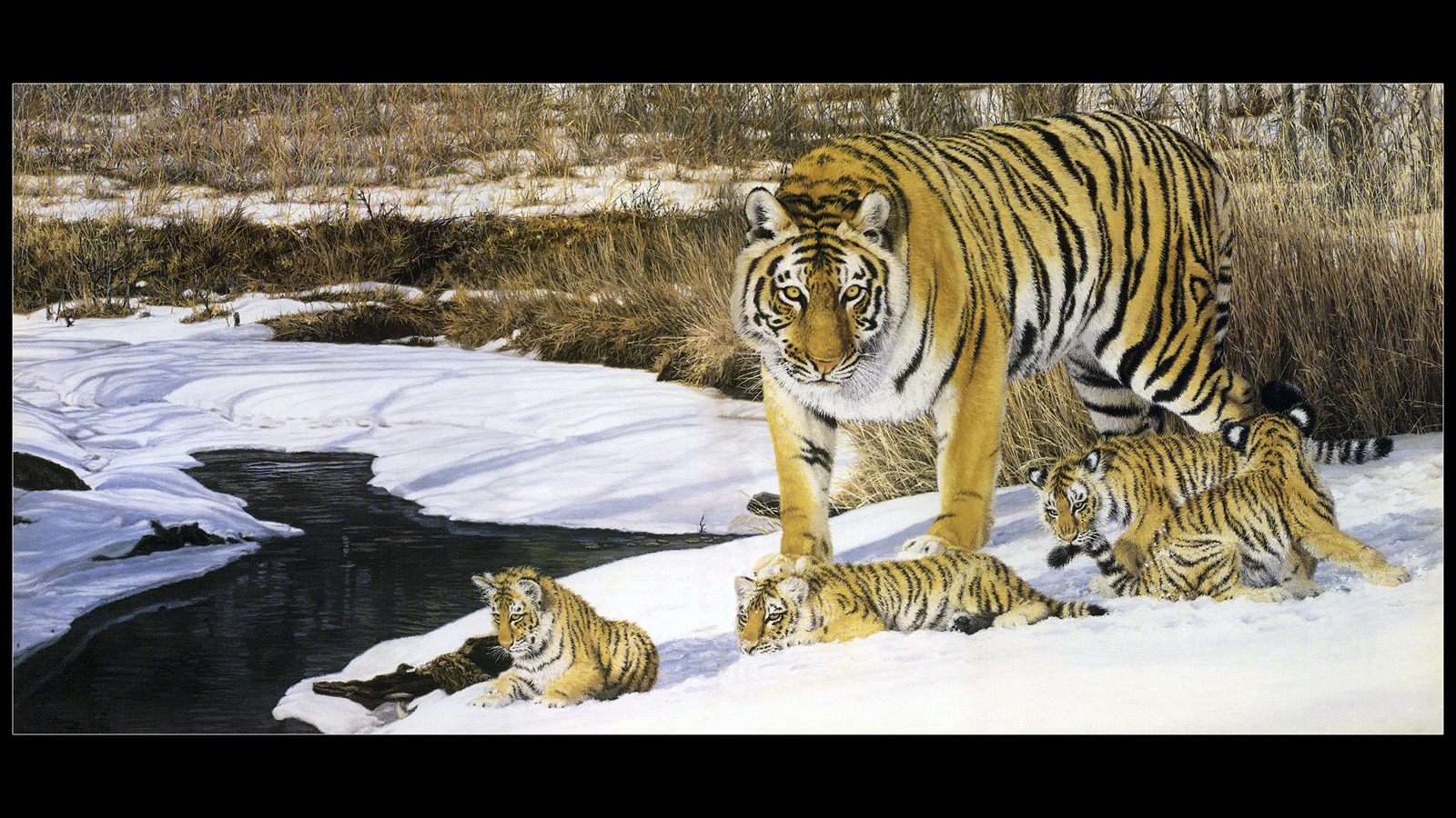 Полосатые тигры