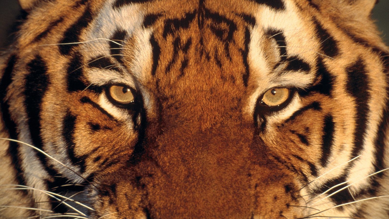 Тигриная морда