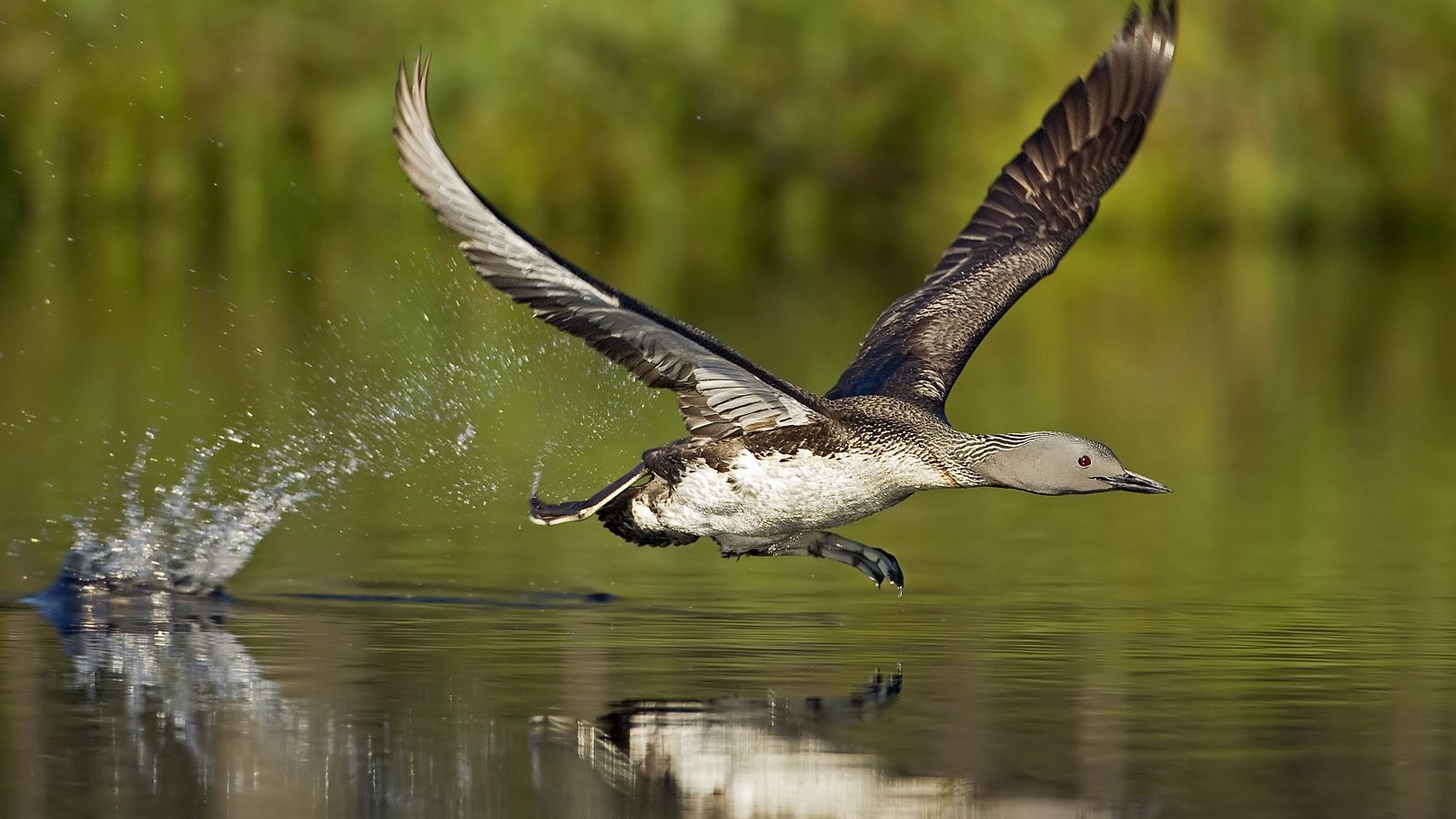 Птица бегущая по воде