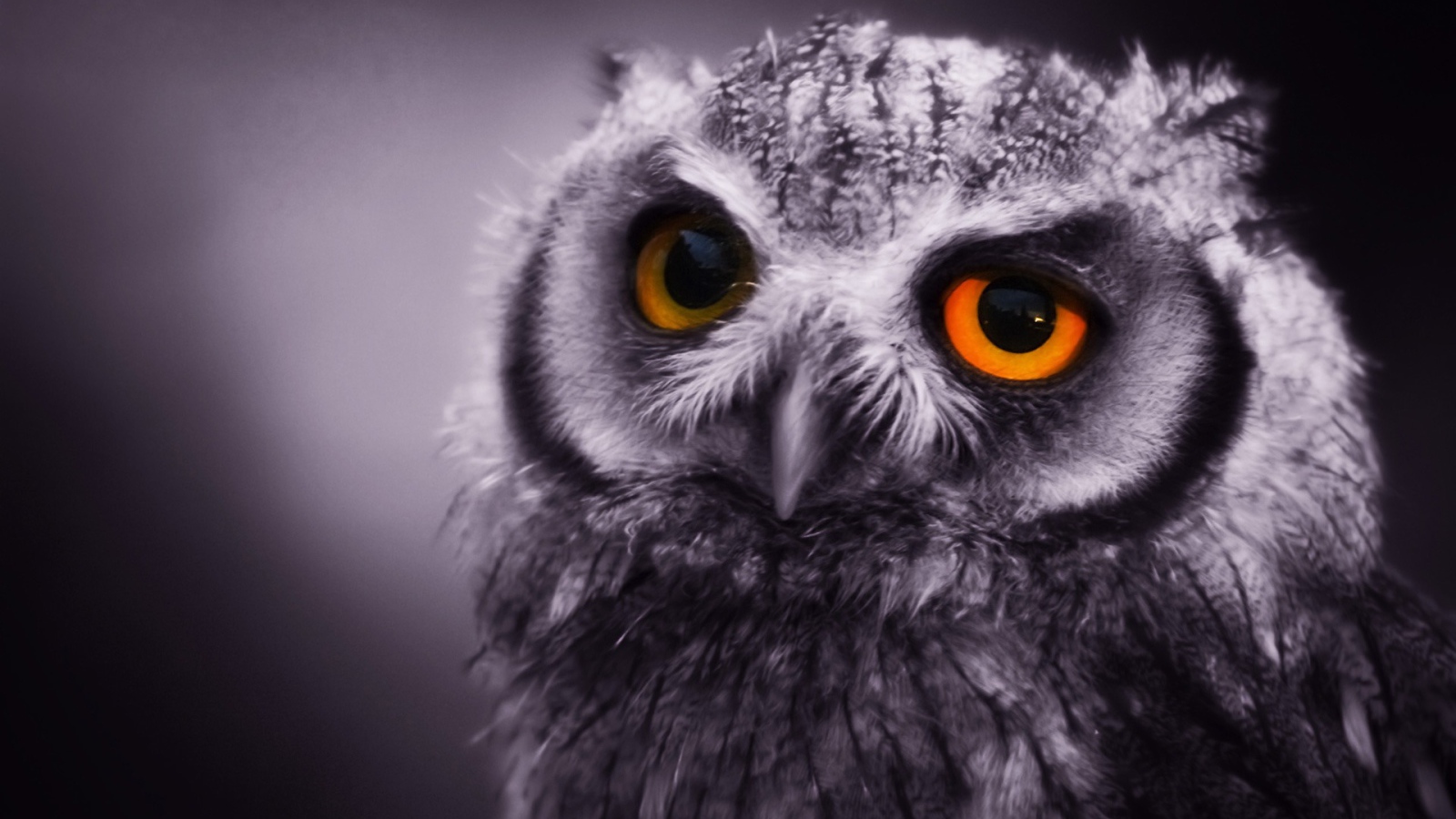 Night Owl