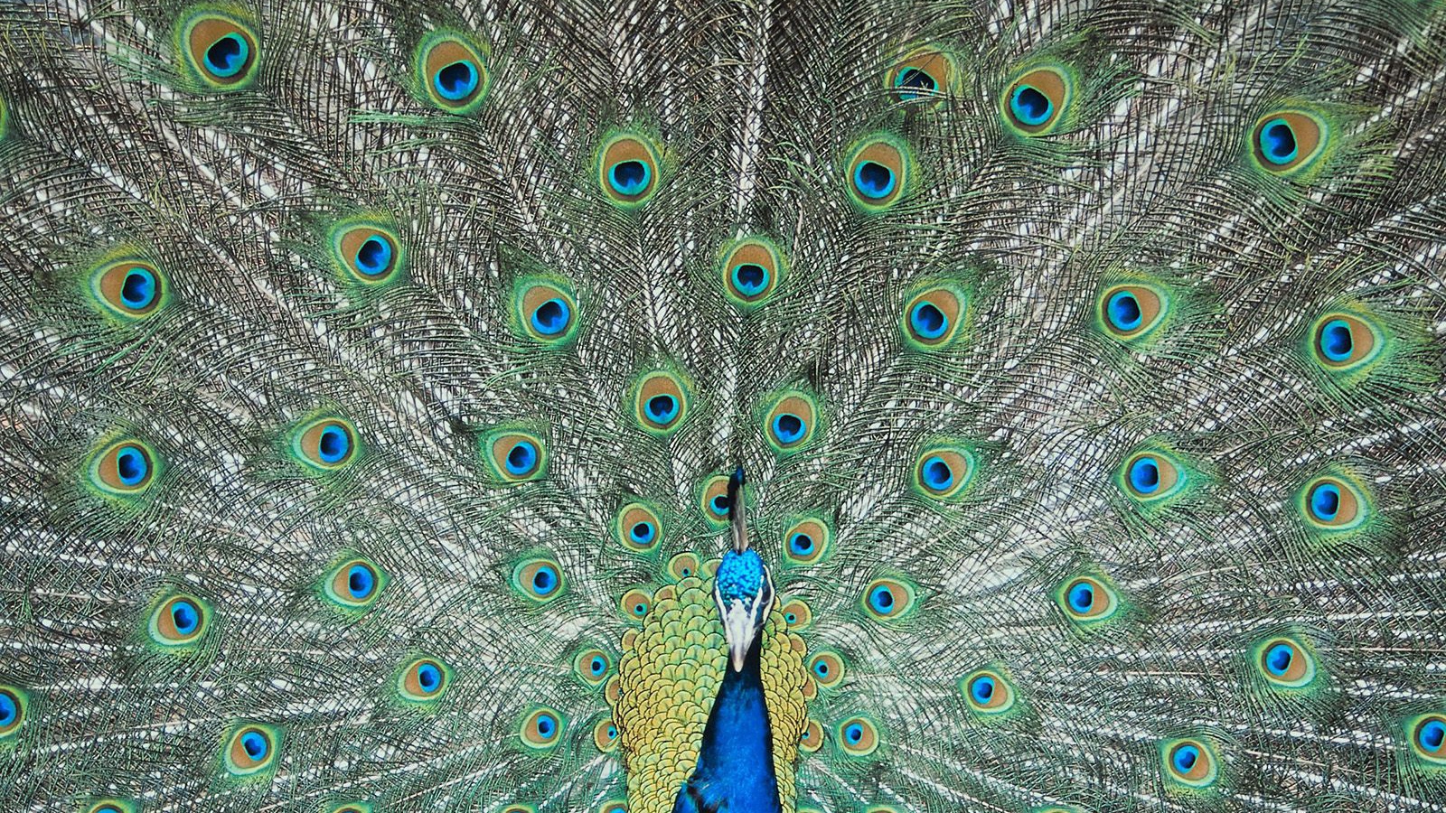 Перья павлина