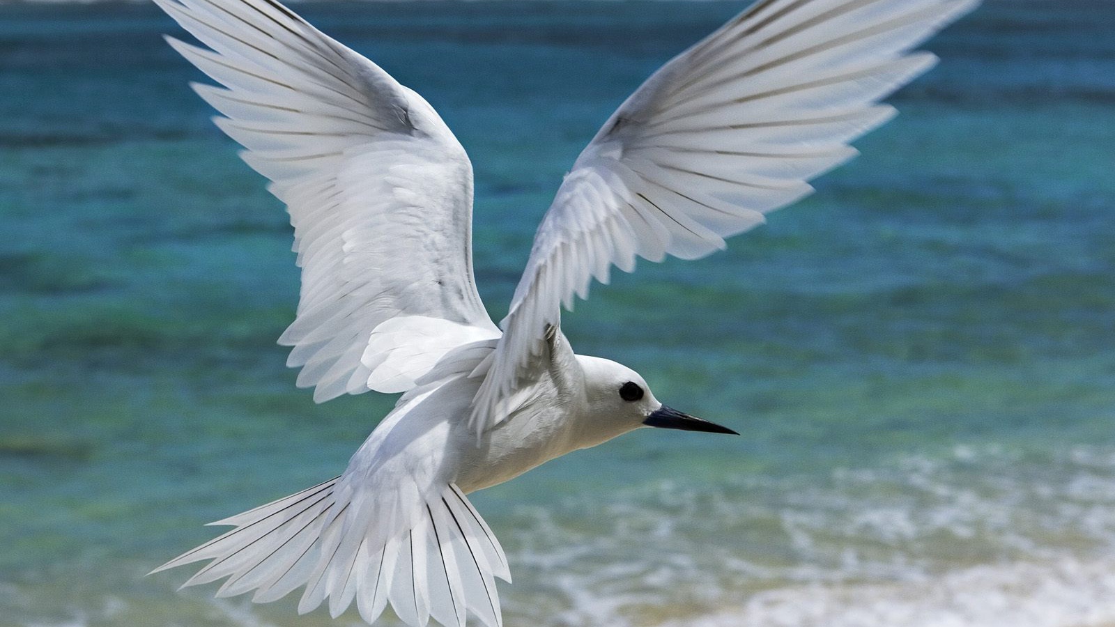 Белая птица