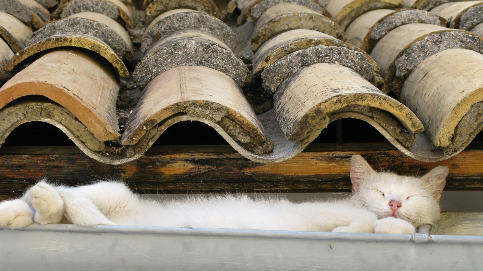 Кот на крыше