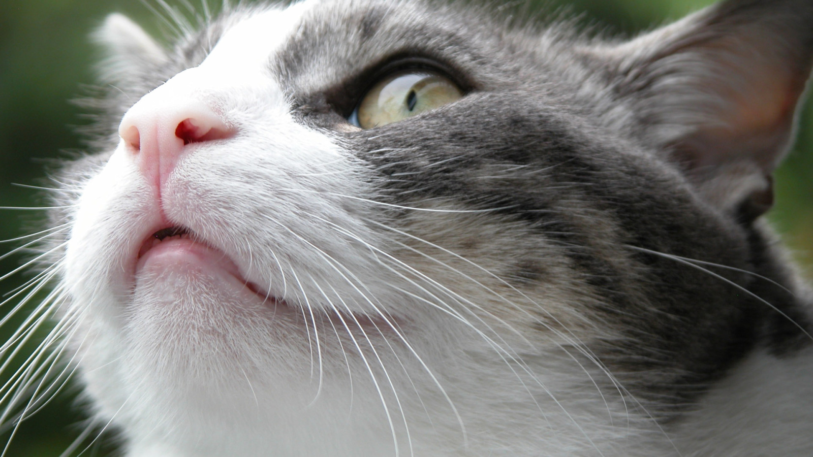 Злой Борис кот