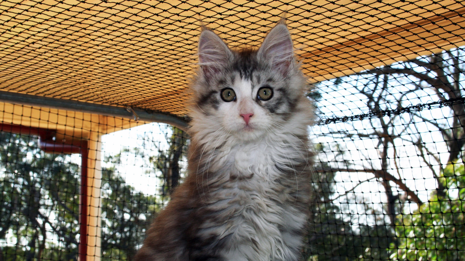 Удивленная морда