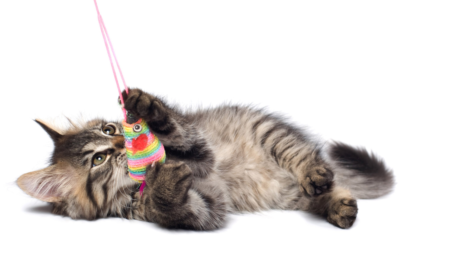 Игривый котенок