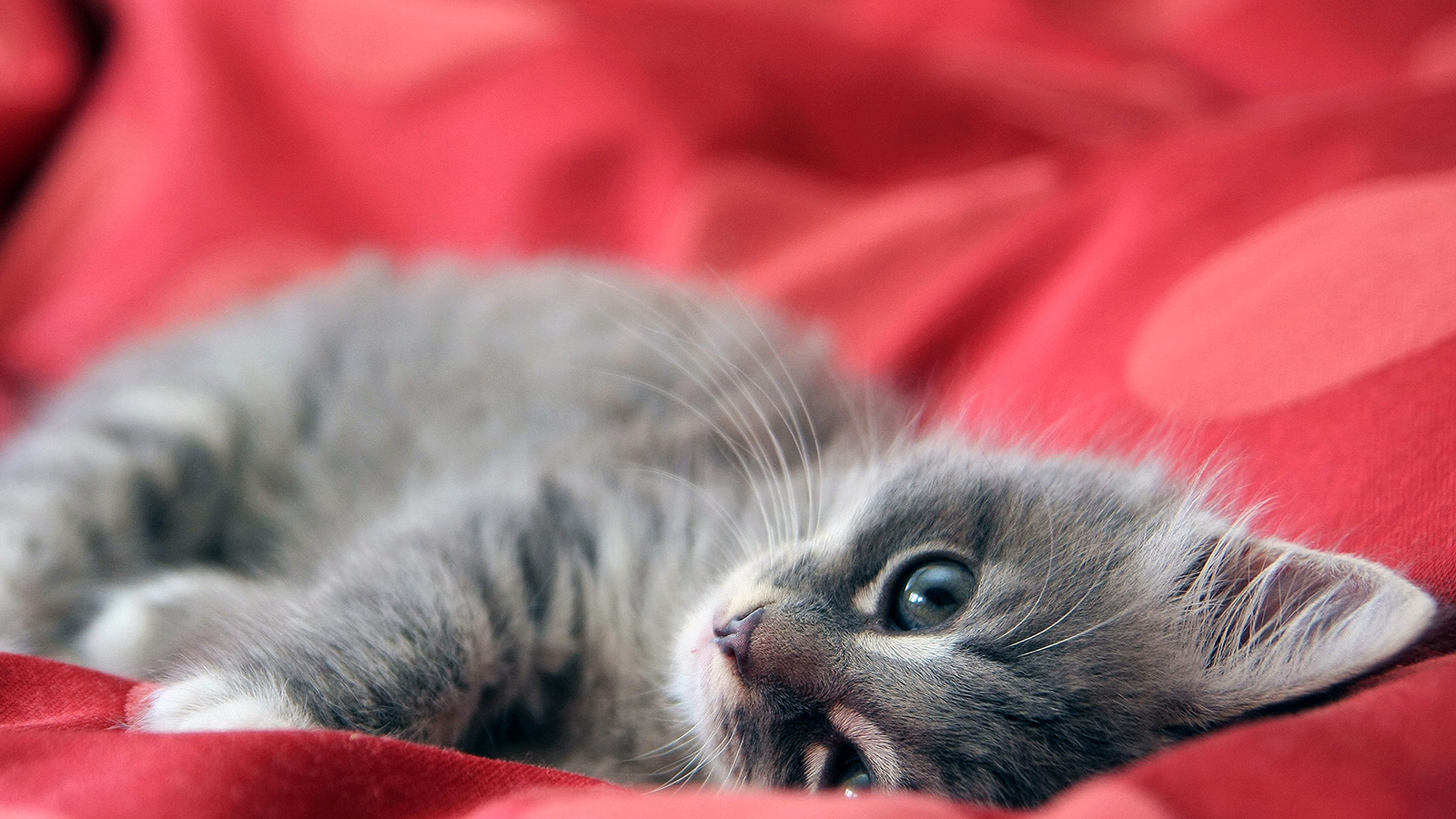 Бархатный котенок