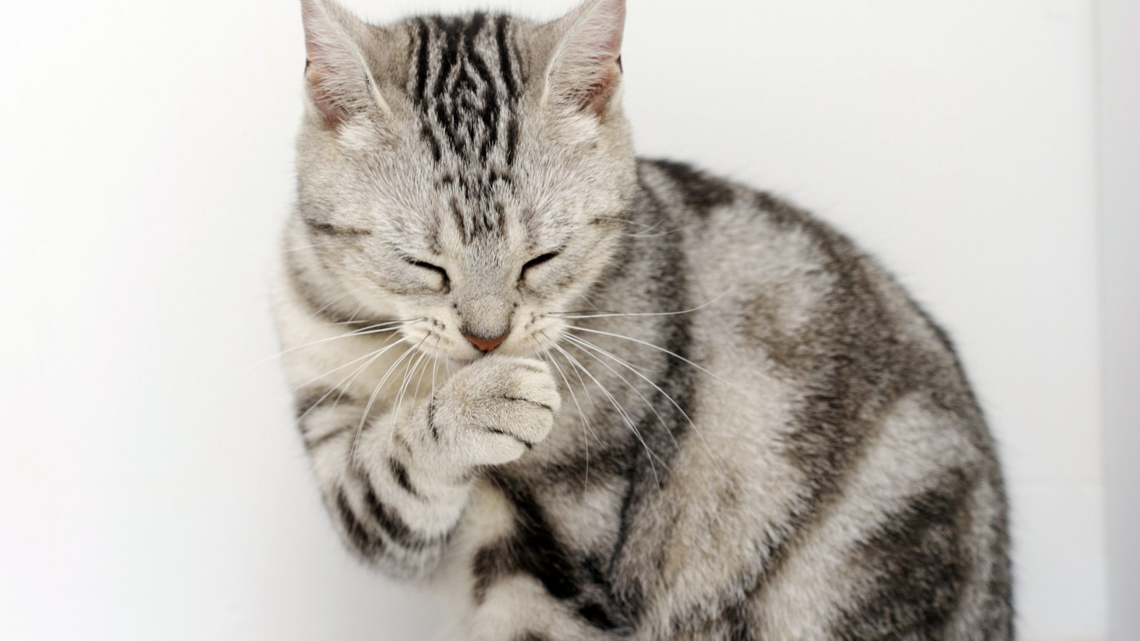 Кот сметанный рот