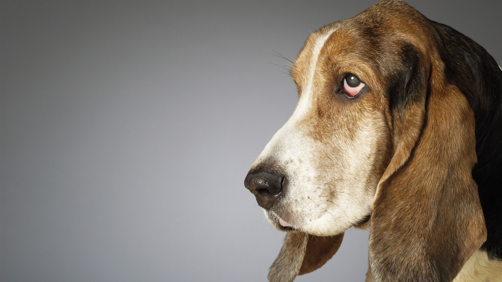 Собака с большими ушами