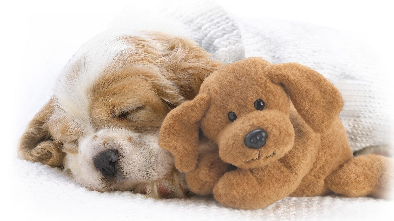 Красивый пес