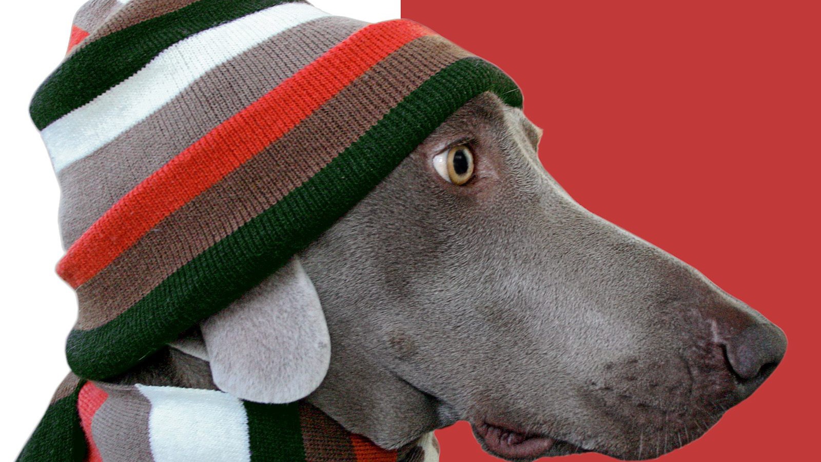 Пес стиляга