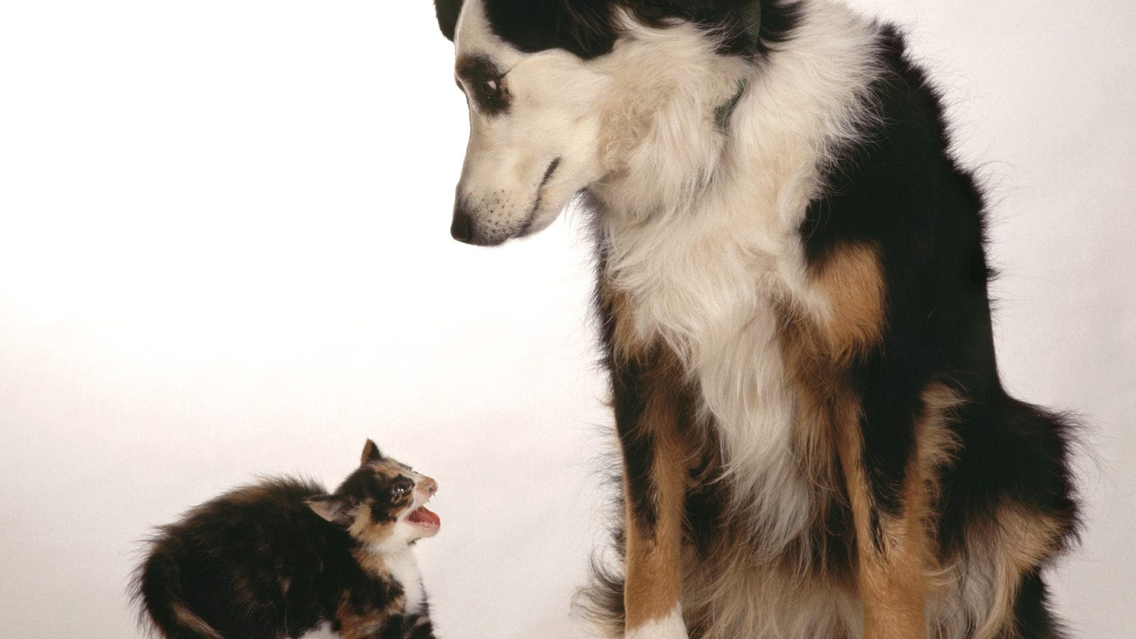 Превед блохастый