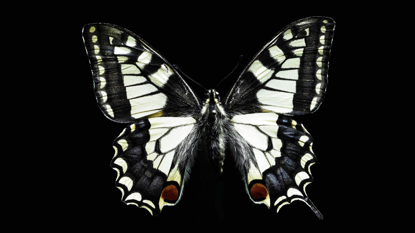 Черно-белая бабочка