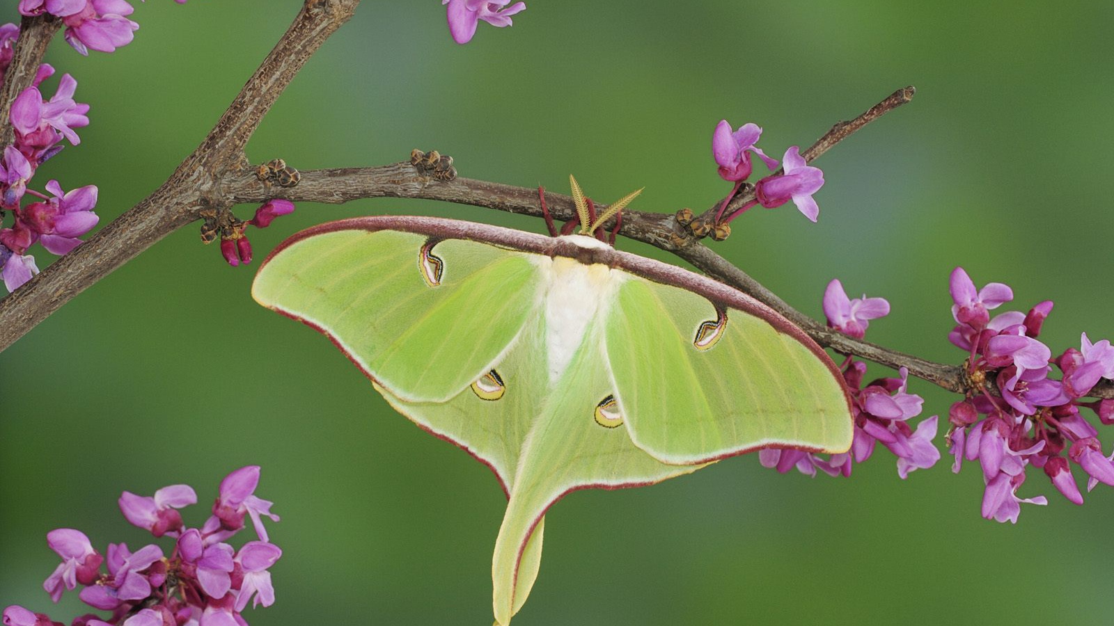 Бабочка хамелеон