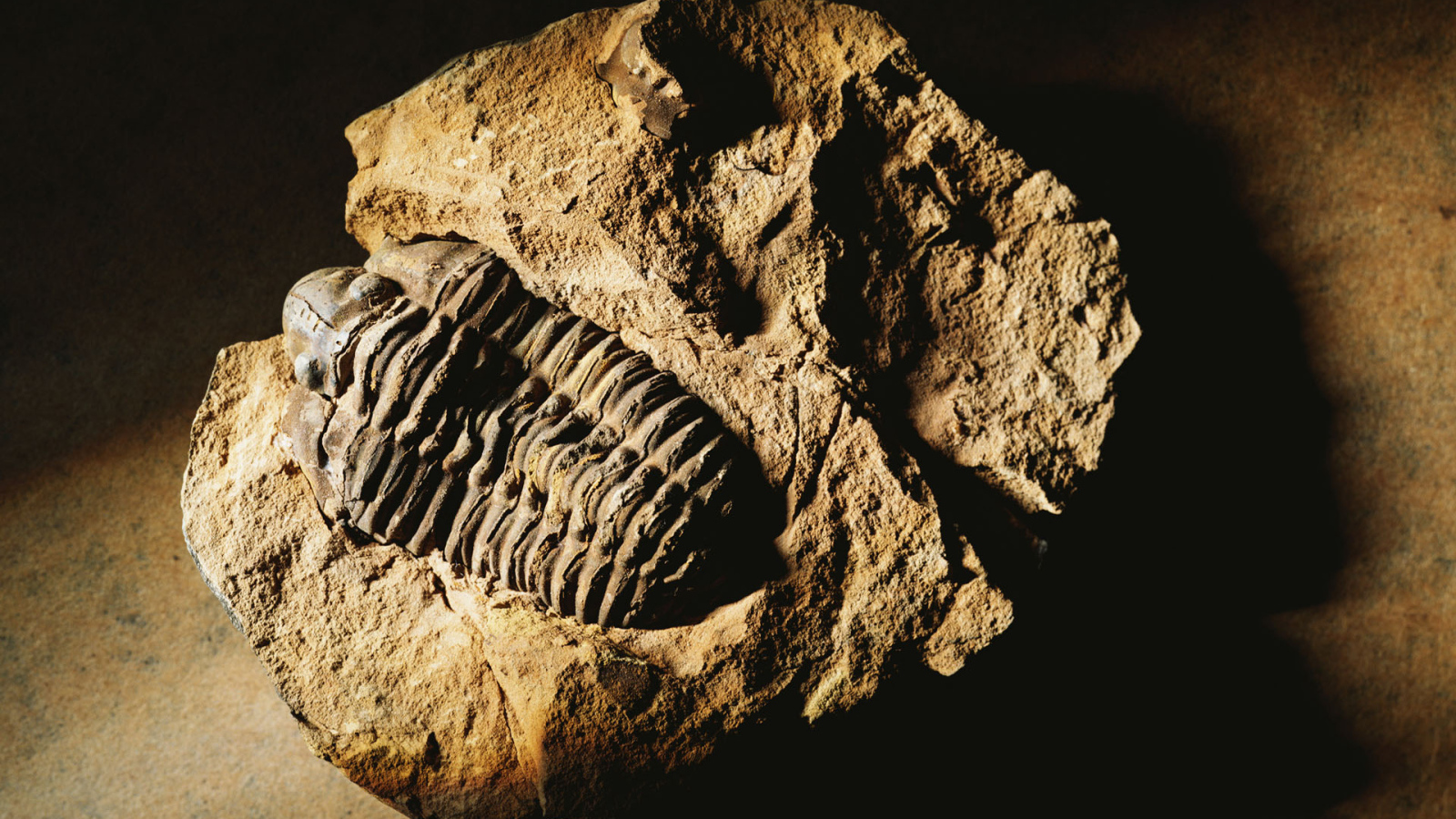 Окаменелость