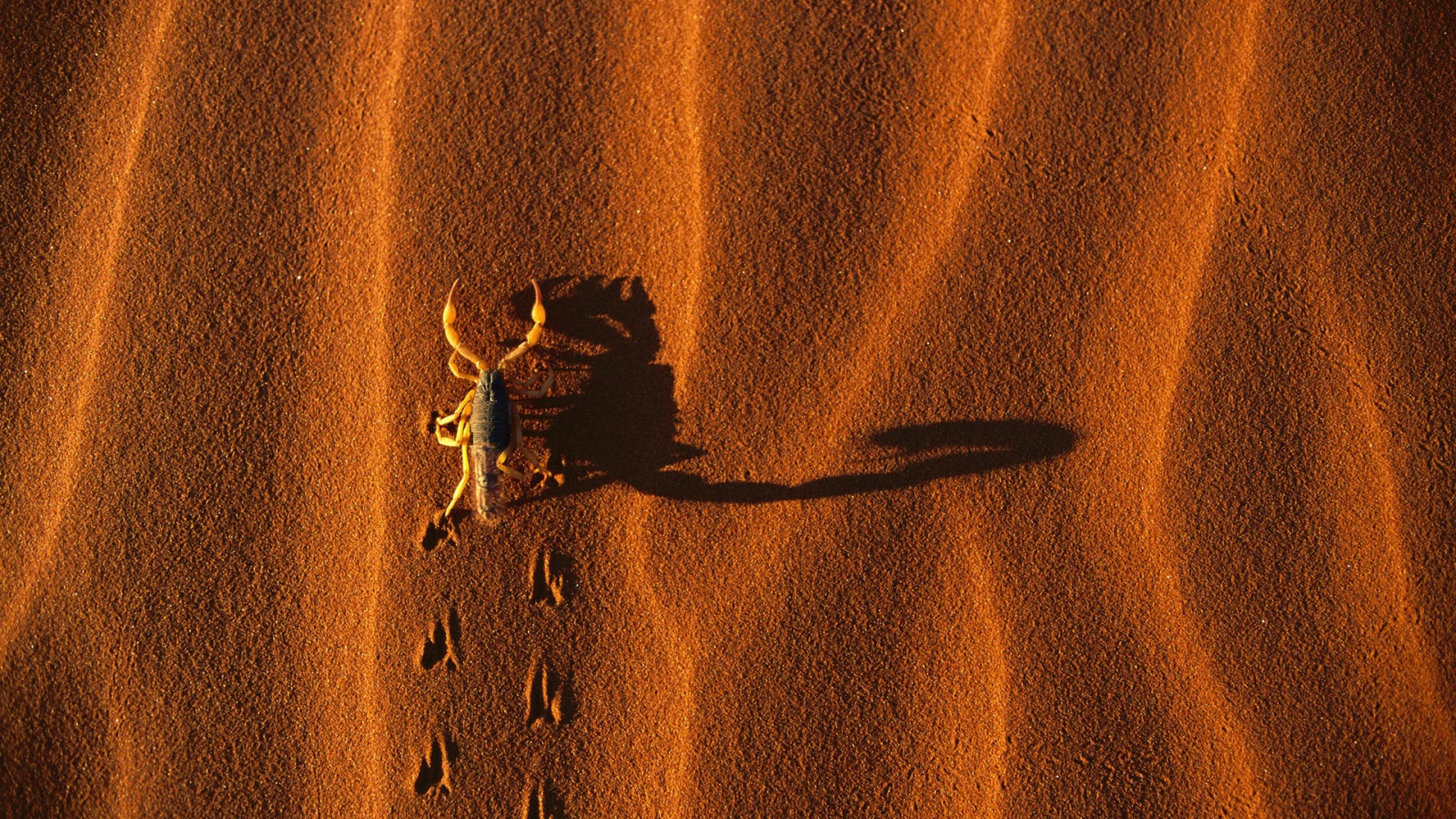 Скорпион на песке