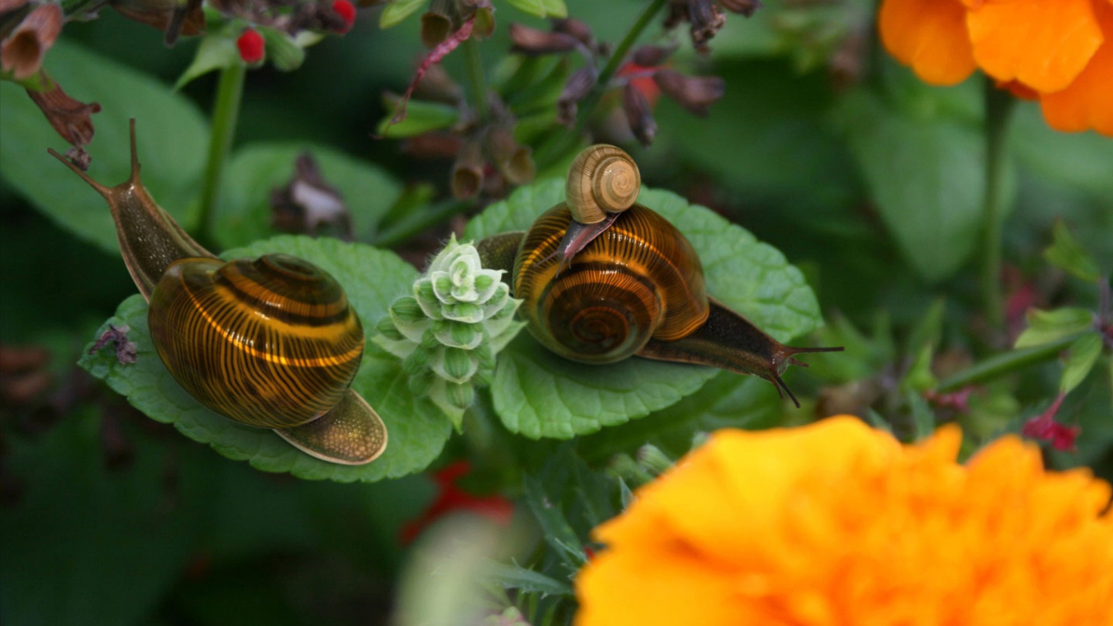 Брачный период улиток