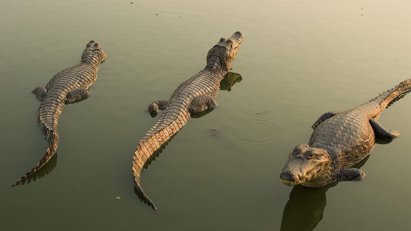 Аллигаторы