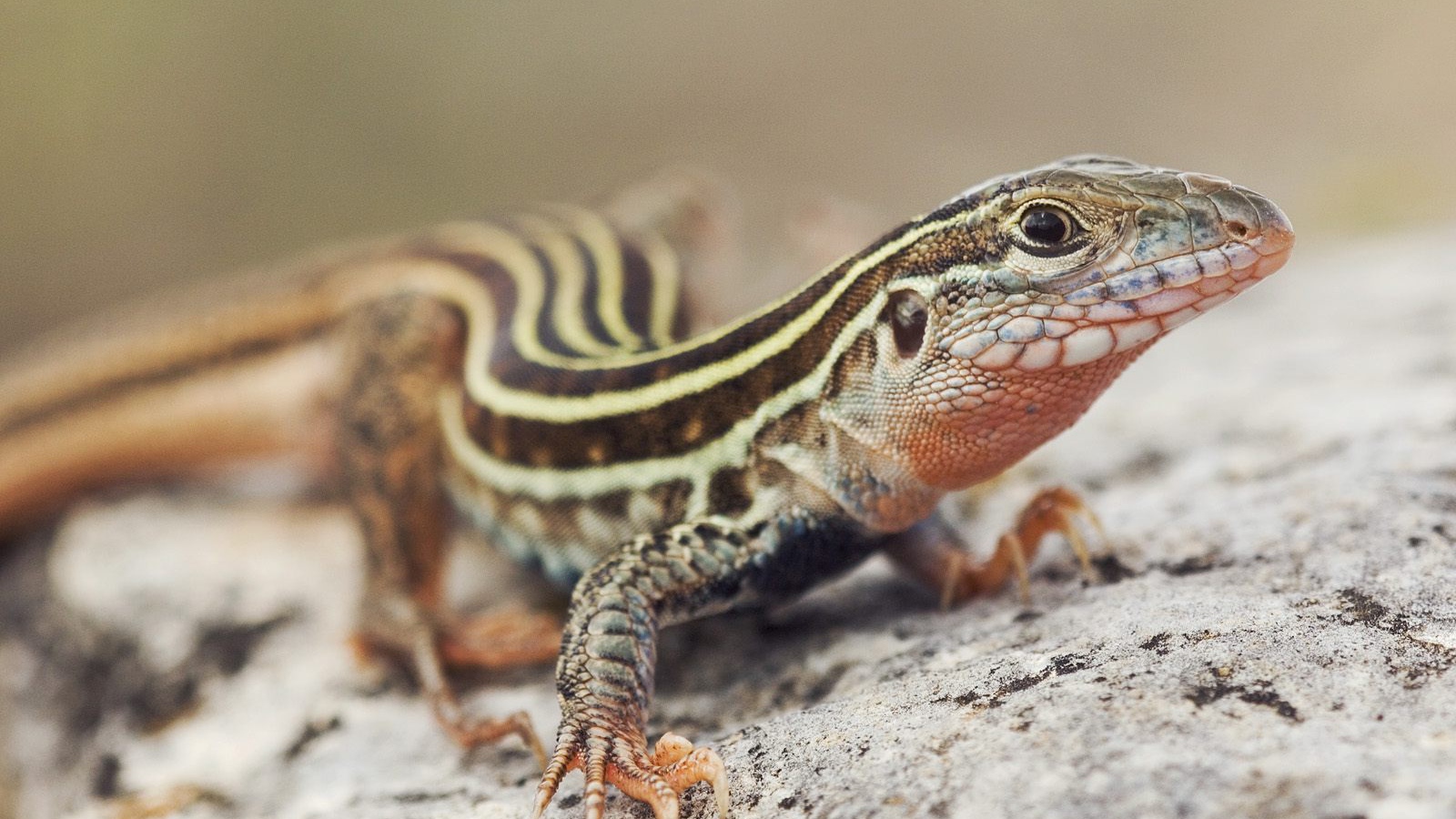 Красивый ящер