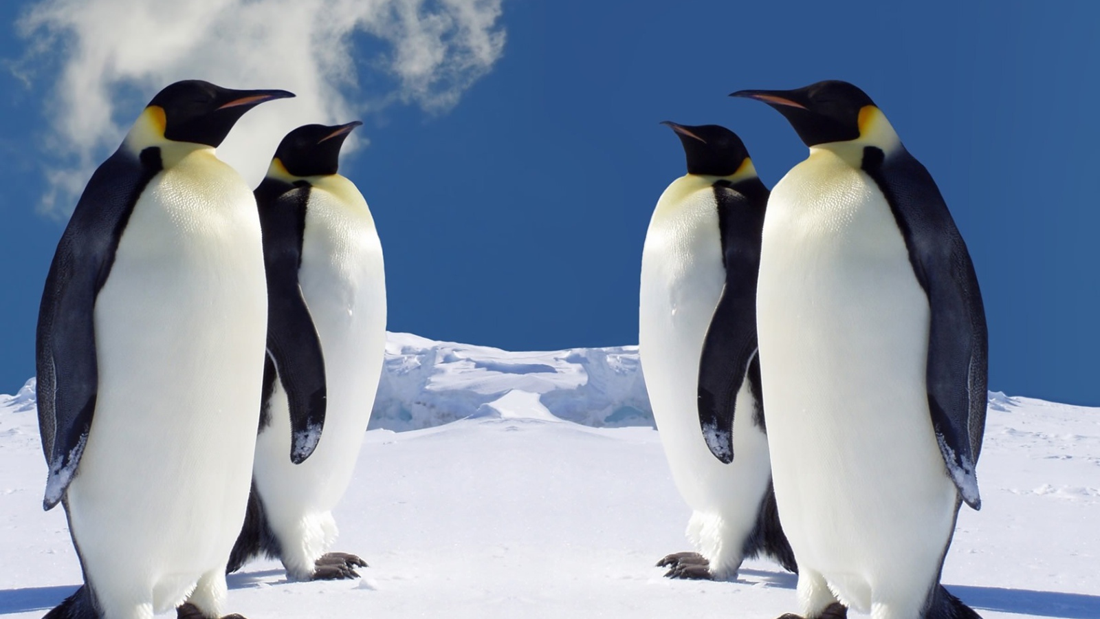 Императорские пингвины