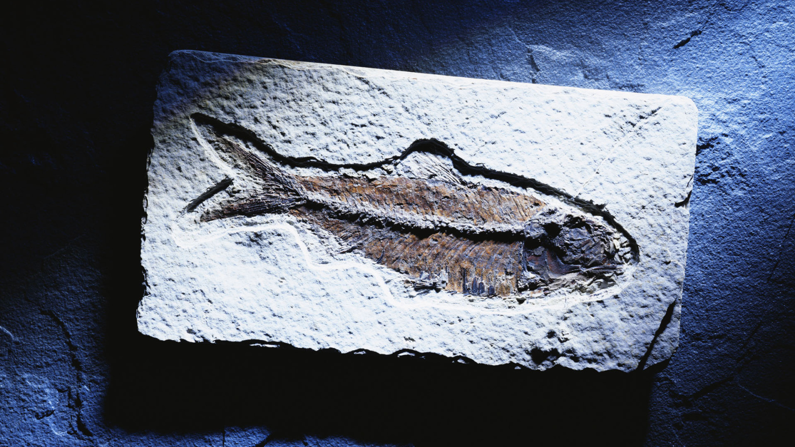 Синяя рыбка