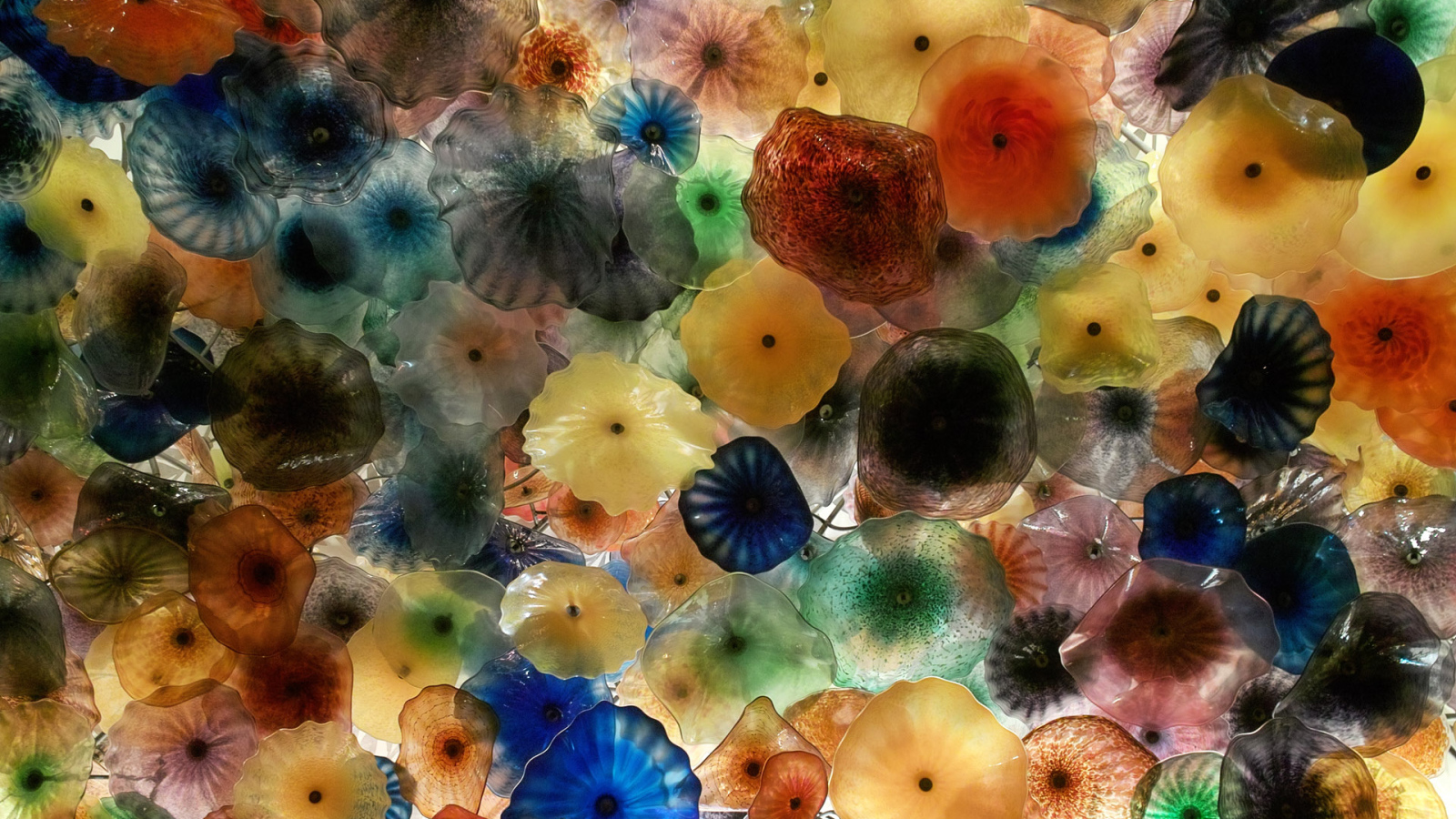 Разноцветные медузы