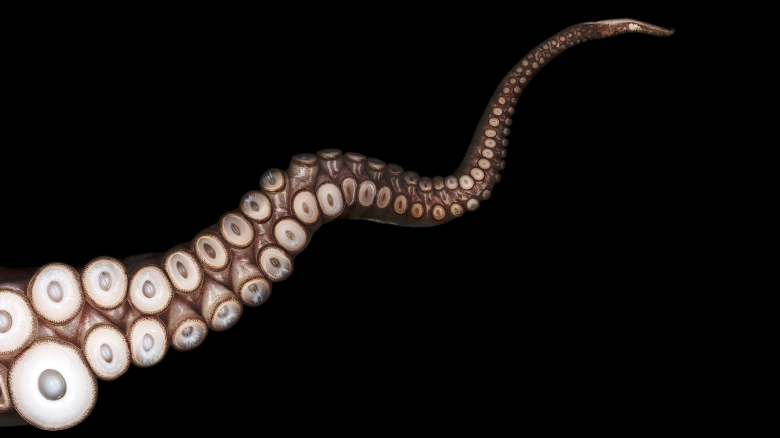 Щупальца осьминога