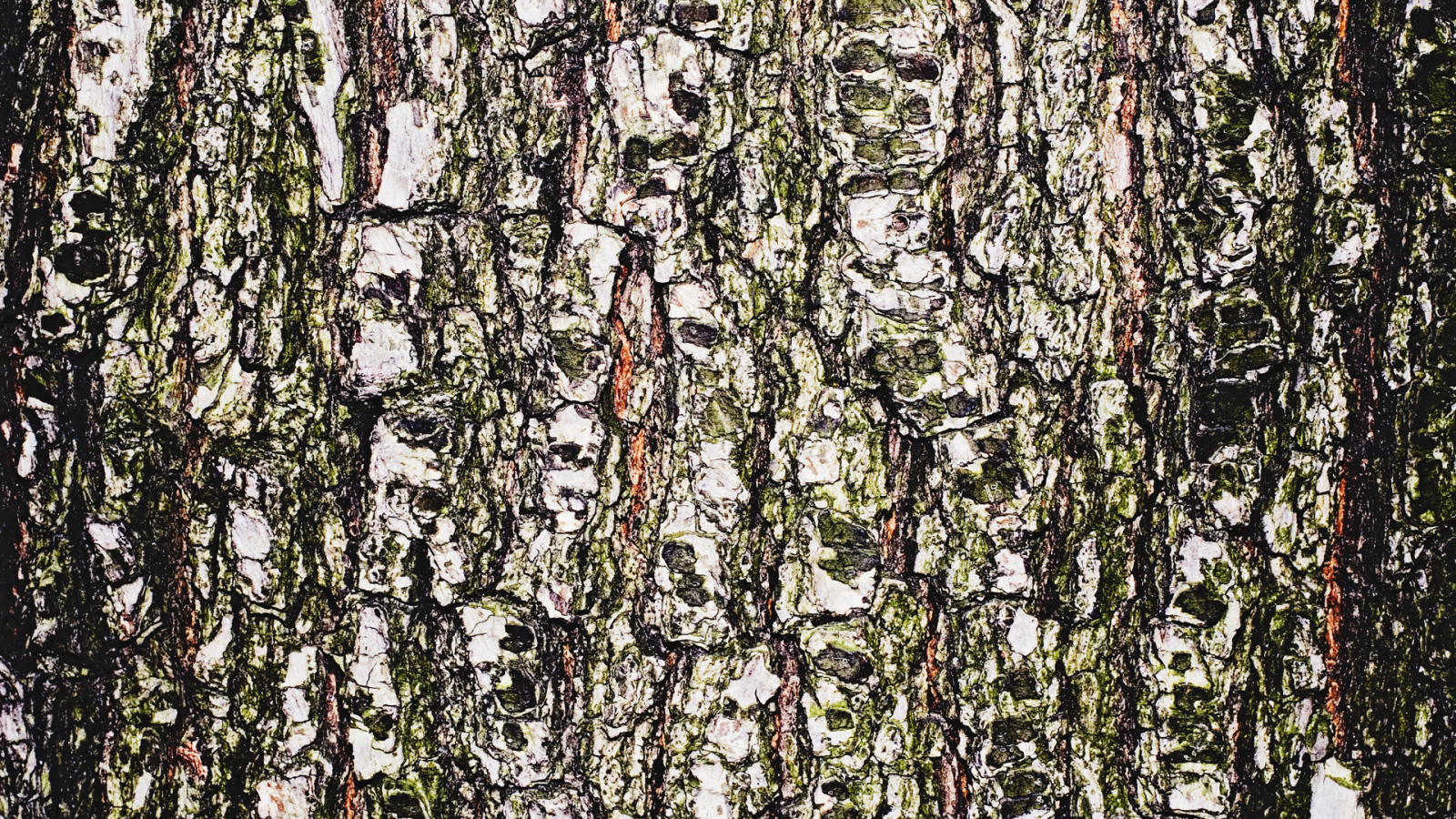 Древесная кора