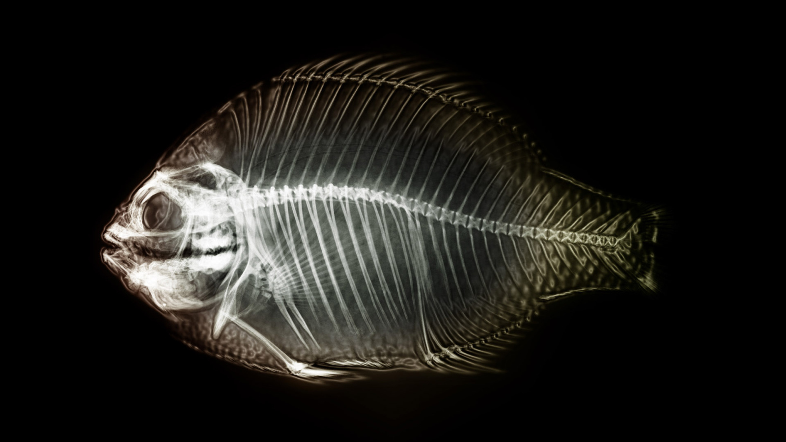 Рентген рыбы